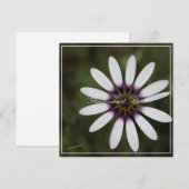 Schöne rosa Osteosperum Ihre Text-Flachkarte (Vorne/Hinten)