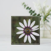 Schöne rosa Osteosperum Ihre Text-Flachkarte (Stehend Vorderseite)