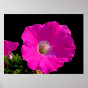 Schöne rosa Petunia-Blume in schwarz Poster