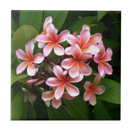Schöne rosa Plumeria-Blume Fliese (Vorderseite)