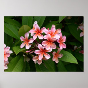 Schöne rosa Plumeria-Blume Poster