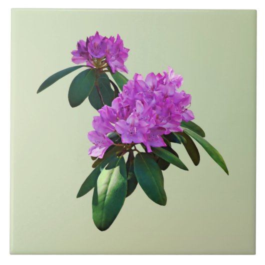Schöne rosa Rhododendren Fliese (Vorderseite)
