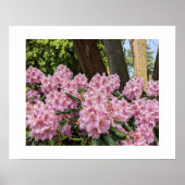 Schöne rosa Rhododendren Poster (Vorne)