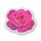 Schöne Rosa Rosa Aufkleber (Vorderseite)