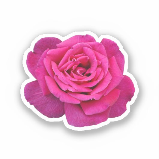 Schöne Rosa Rosa Aufkleber (Vorderseite)