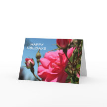 Schöne Rosa Rosa Blume Feiertage