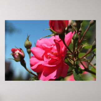 schöne rosa rosa Blume und blauer Himmel Poster
