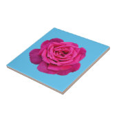 Schöne Rosa Rosa Fliese (Seite)