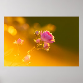 Schöne rosa Rosa in Sonnenuntergang Romantik Poster