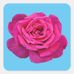 Schöne Rosa Rosa Quadratischer Aufkleber