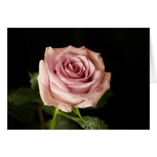 schöne rosa Rose