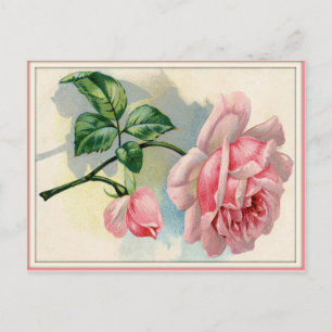 Schöne rosa Rose, graue Postkarte horizontal