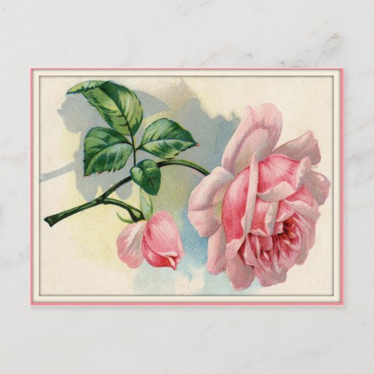 Schöne rosa Rose, graue Postkarte horizontal (Vorderseite)