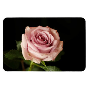 schöne rosa Rose Magnet