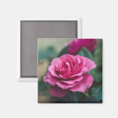 Schöne Rosa Rose Magnet (Vorderseite/Rückseite)