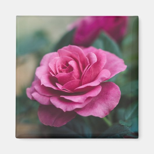 Schöne Rosa Rose Magnet (Vorne)