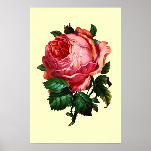 SCHÖNE ROSA ROSE POSTER (Vorne)