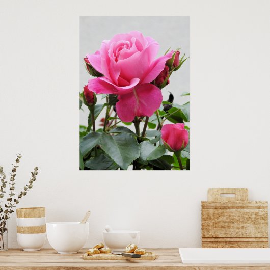 Schöne Rosa Rose Poster (Küche)