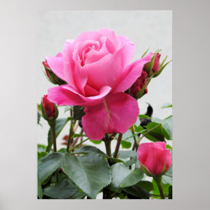 Schöne Rosa Rose Poster