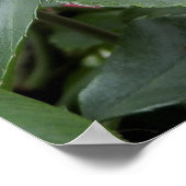 Schöne Rosa Rose Poster (Ecke)