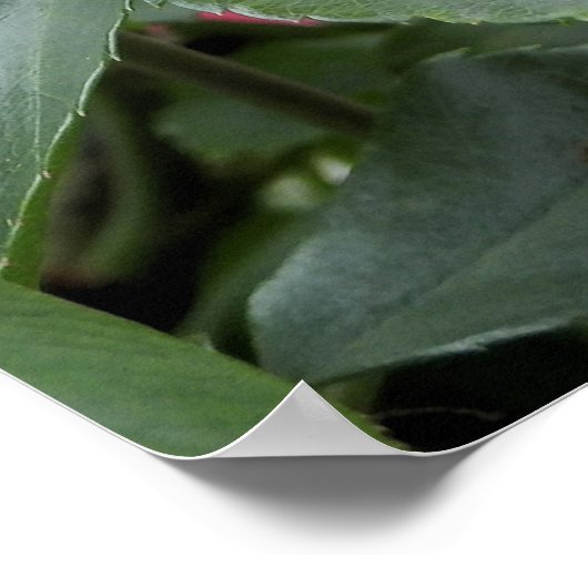 Schöne Rosa Rose Poster (Ecke)