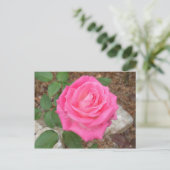Schöne rosa Rose Postkarte (Stehend Vorderseite)