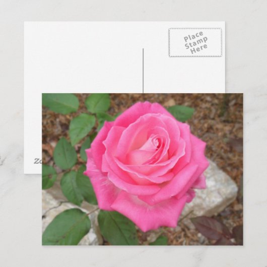 Schöne rosa Rose Postkarte (Vorne/Hinten)