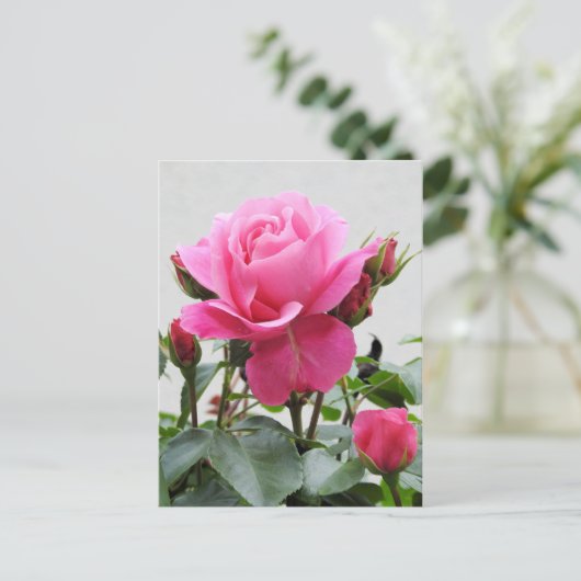 Schöne Rosa Rose Postkarte (Stehend Vorderseite)