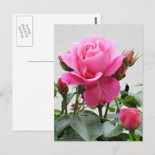 Schöne Rosa Rose Postkarte (Vorne/Hinten)