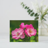Schöne rosa Rose Postkarte (Stehend Vorderseite)