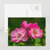 Schöne rosa Rose Postkarte (Vorne/Hinten)