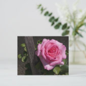Schöne Rosa Rose Postkarte (Stehend Vorderseite)