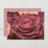 Schöne Rosa Rosen Blume Foto Romantik re Postkarte (Vorne/Hinten)