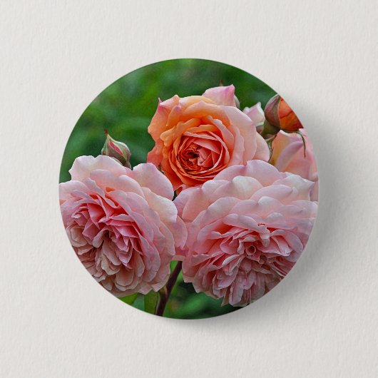 Schöne rosa Rosen Button (Vorderseite)