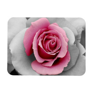 Schöne rosa Rosen-Druck Magnet