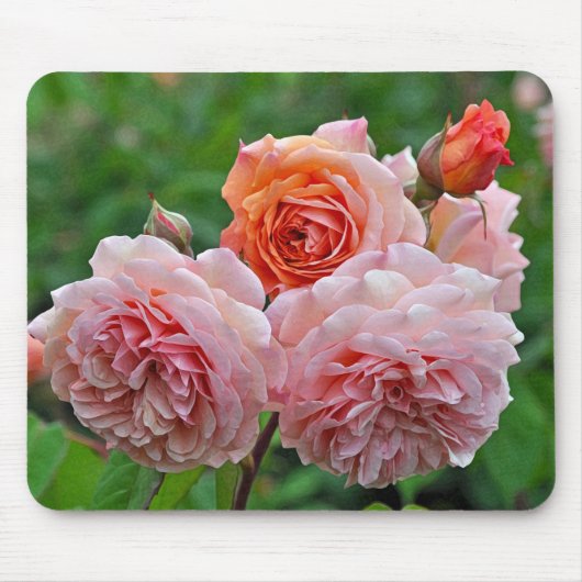 Schöne rosa Rosen Mousepad (Vorne)