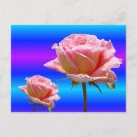 Schöne rosa Rosen Nah Up DIREKT Postkarte