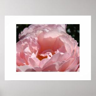 Schöne rosa Rosenblüten-Fine-Art-Drucke Rosen Poster