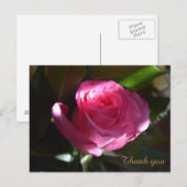 Schöne rosa Rosenkarte Postkarte (Vorne/Hinten)
