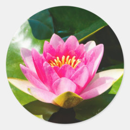 Schöne rosa Seelucht mit grünen Blätter Runder Aufkleber