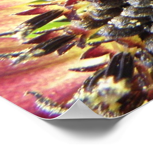 Schöne rosa Sonnenblume drucken Poster (Ecke)