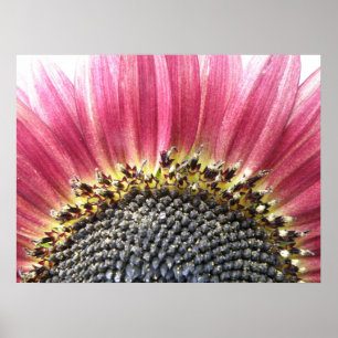 Schöne rosa Sonnenblume drucken Poster