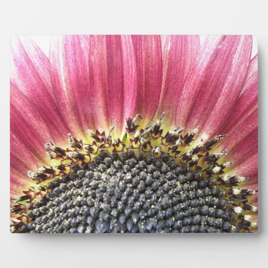 Schöne rosa Sonnenblume Plaque Fotoplatte (Vorderseite)