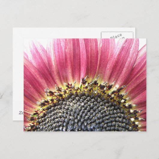 Schöne rosa Sonnenblume Postkarte (Vorne/Hinten)