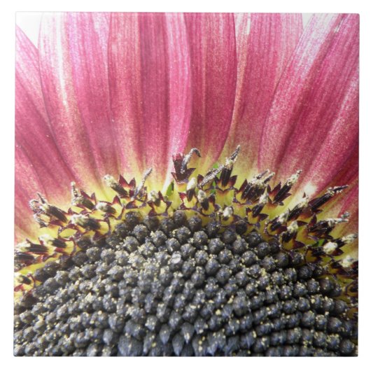 Schöne rosa Sonnenblumenkeile Fliese (Vorderseite)