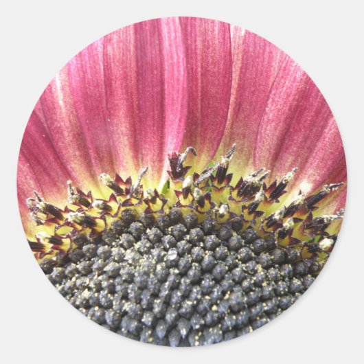 Schöne rosa Sonnenblumenkleber Runder Aufkleber (Vorderseite)
