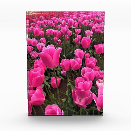 Schöne rosa Tulips, Oregon Fotoblock (Vorderseite)