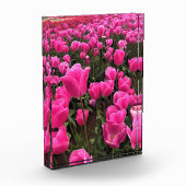 Schöne rosa Tulips, Oregon Fotoblock (Links)