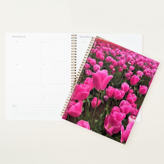 Schöne rosa Tulips, Oregon Planer (Anzeige)