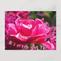 Schöne rosa Tulpe Nahaufnahme Geburtstagspostkarte